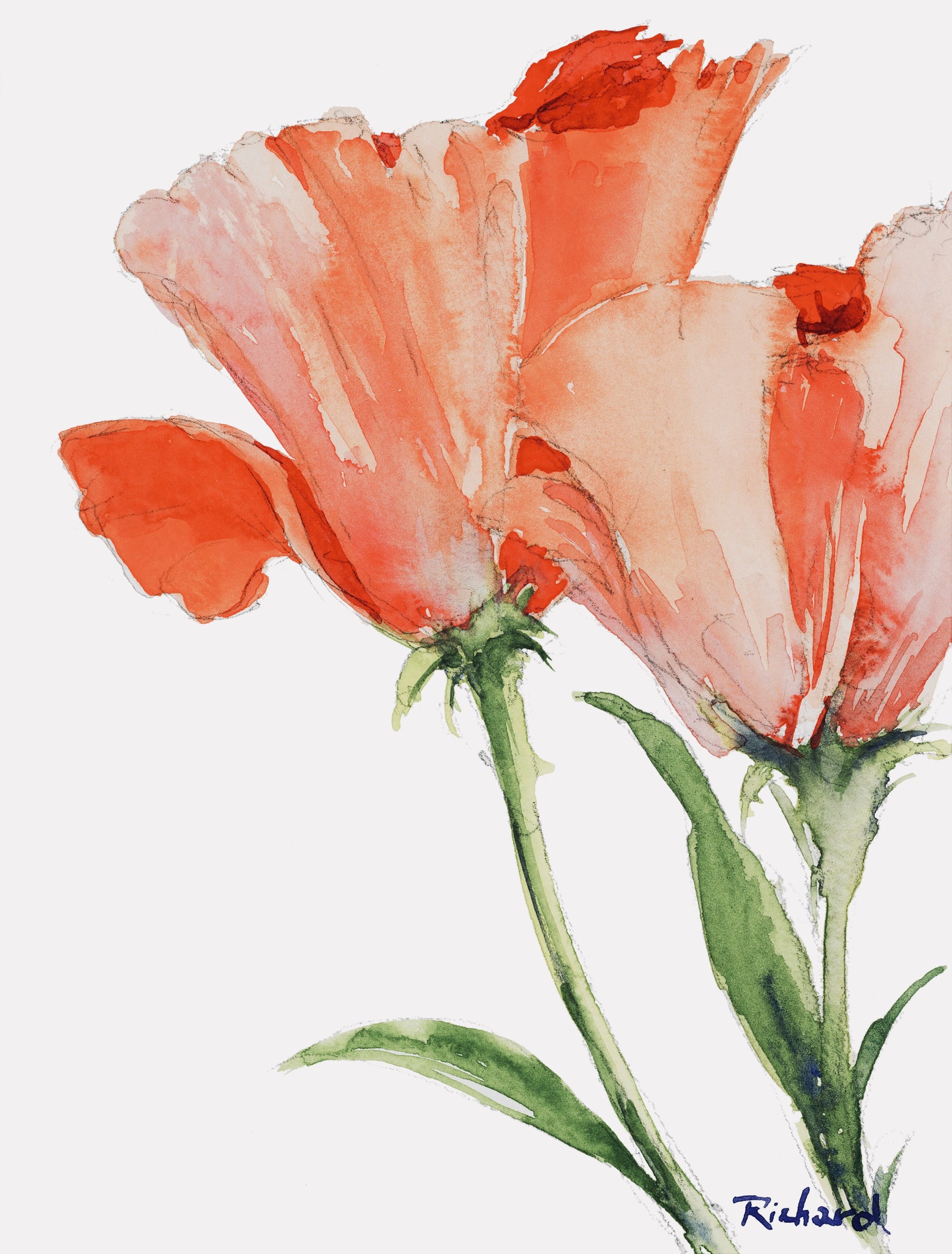 Tulips